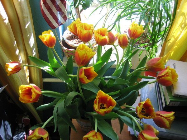 tulpen