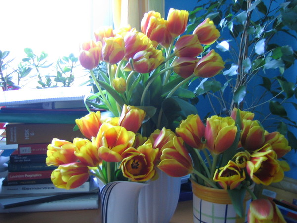 tulpen x 50