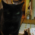 2007 01 katze 004.jpg