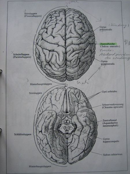 neurolinguistik