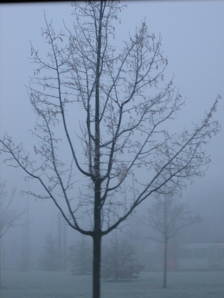 dicke nebel