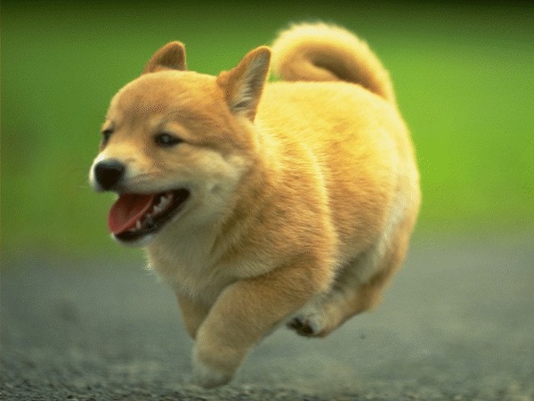 Dog_0027.jpg