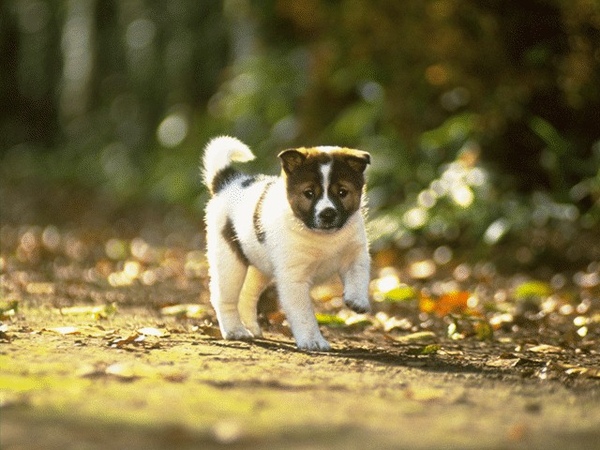 Dog_0033.jpg