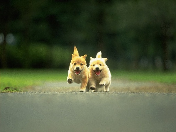 Dog_0024.jpg