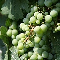 Riesling