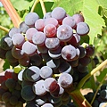 Grenache.jpg