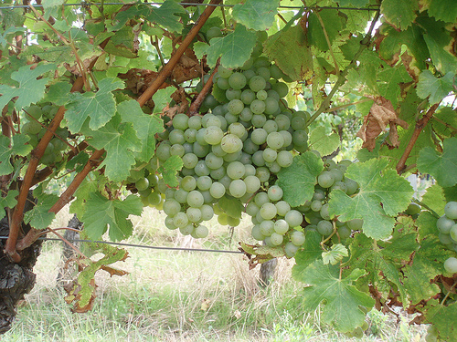 Semillon.jpg