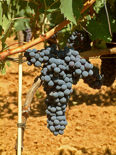 Sangiovese