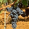 Sangiovese