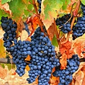 Tempranillo