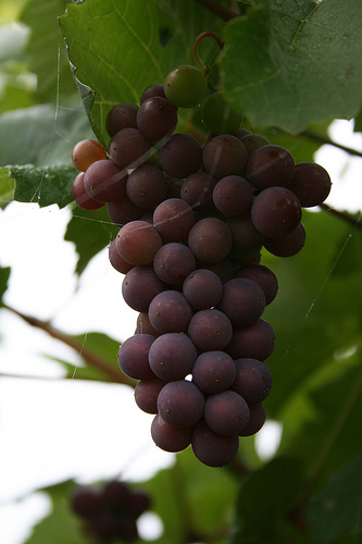 pinot gris.jpg