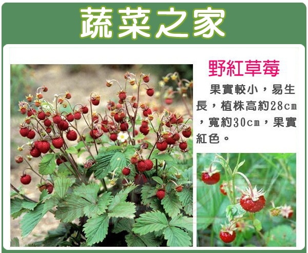 野紅草莓.jpg