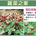 野紅草莓.jpg