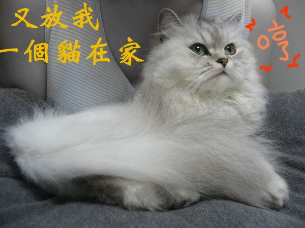 龍舟cat.jpg