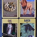 Power Animal Oracle Cards-4