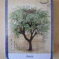 The Wisdom of Trees Oracle Cards-4