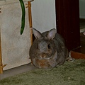 胖兔子1
