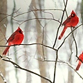 MidwestCardinal.jpg