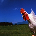 WindBlowingRooster.jpg