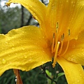 淋過雨的花