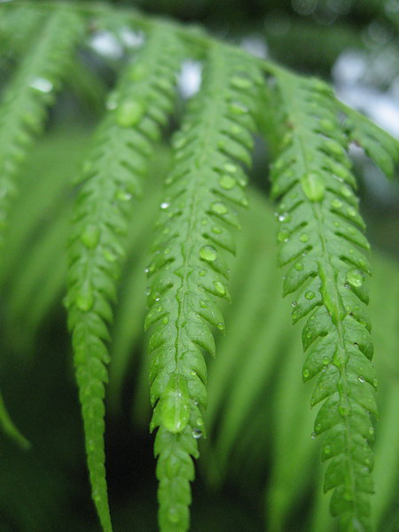 淋過雨的花