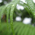 淋過雨的花