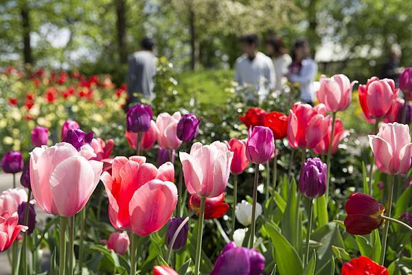 庫肯霍夫鬱金香公園