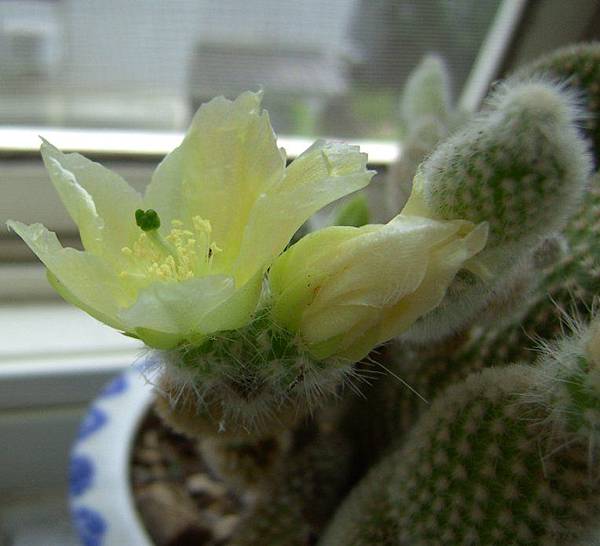 白烏帽子(Opuntia microdasys var. albispina) 開花