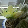 白烏帽子(Opuntia microdasys var. albispina) 開花