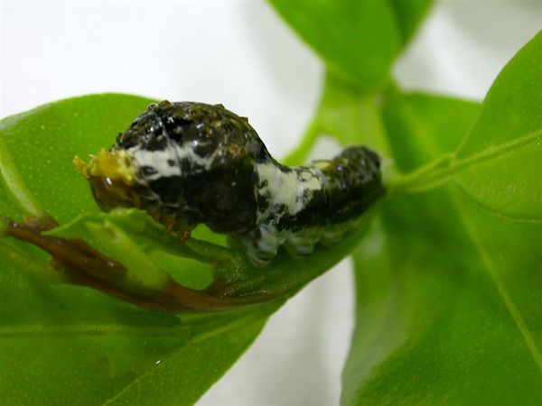 黑鳳蝶-孵化Day 8