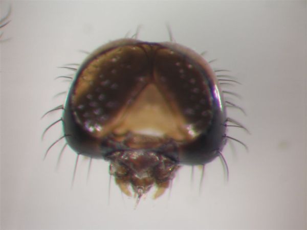 頭部特寫~一齡蟲