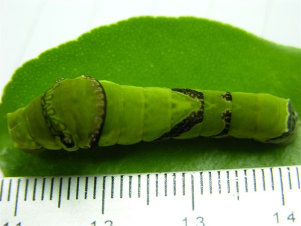 黑鳳蝶-孵化Day 10