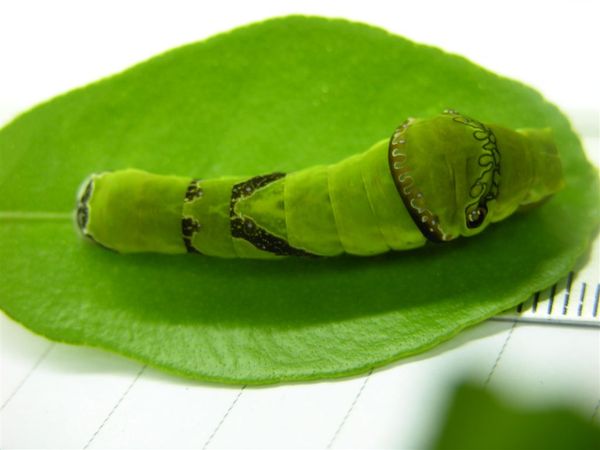 黑鳳蝶-孵化Day 10