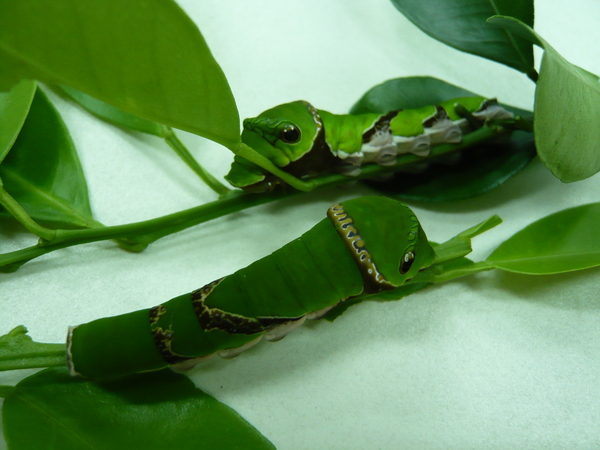 黑鳳蝶-孵化Day 13