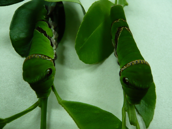 黑鳳蝶-孵化Day 13