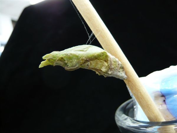 黑鳳蝶-孵化Day 15