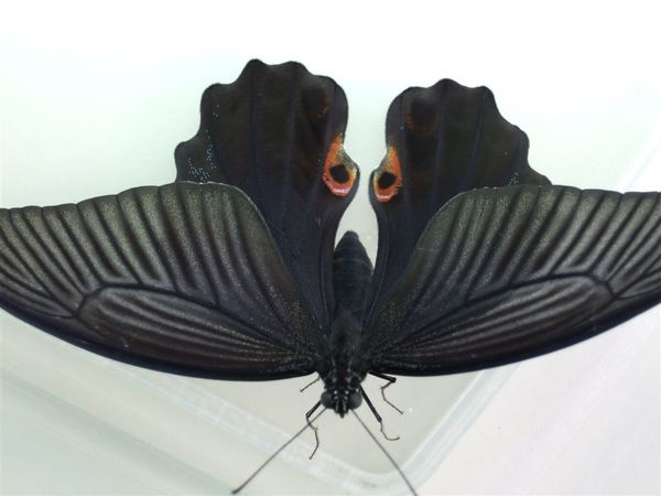 黑鳳蝶-孵化Day 26(F31)
