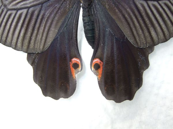 黑鳳蝶-孵化Day 26(F31)