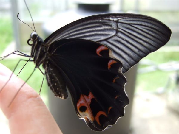 黑鳳蝶-孵化Day 26(F31)