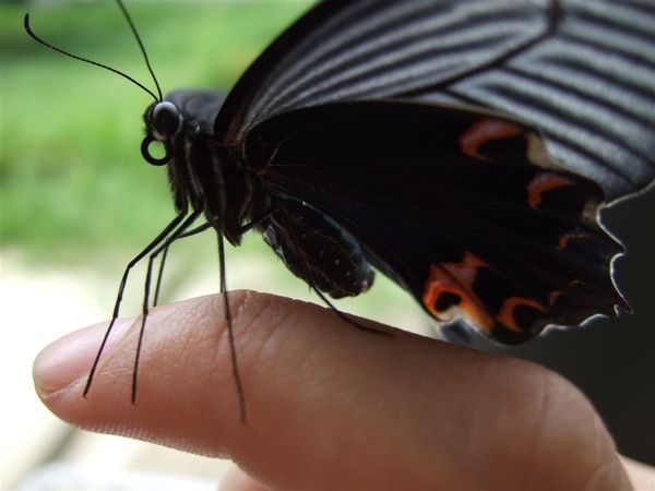 黑鳳蝶-孵化Day 26(F31)