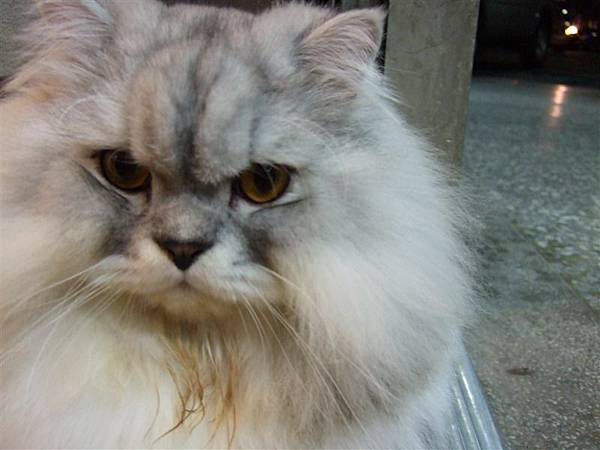 台中水街的店貓~虎斑波斯