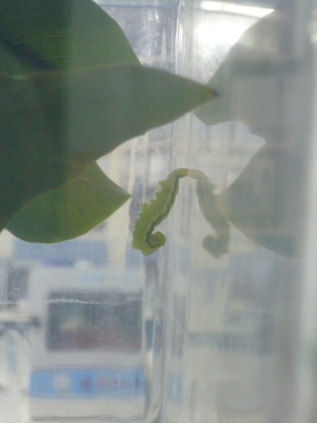 水青粉蝶