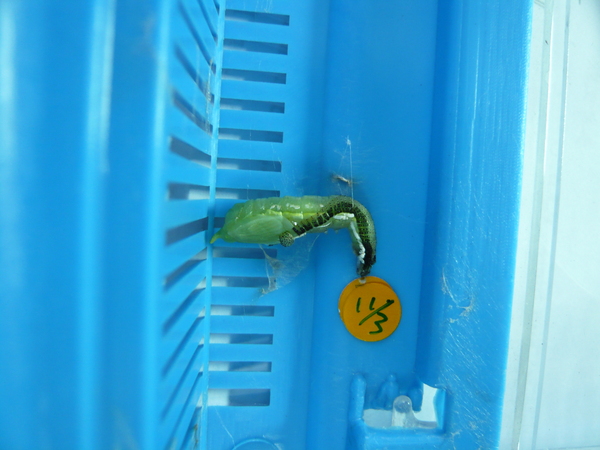 淡黃蝶(遷粉蝶)