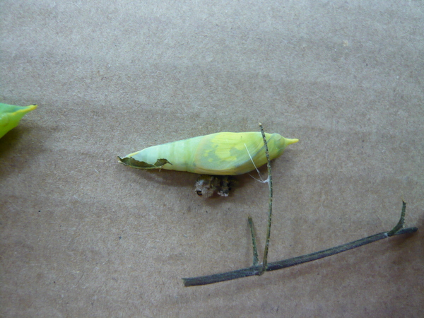 淡黃蝶(遷粉蝶)