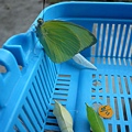 淡黃蝶(遷粉蝶)