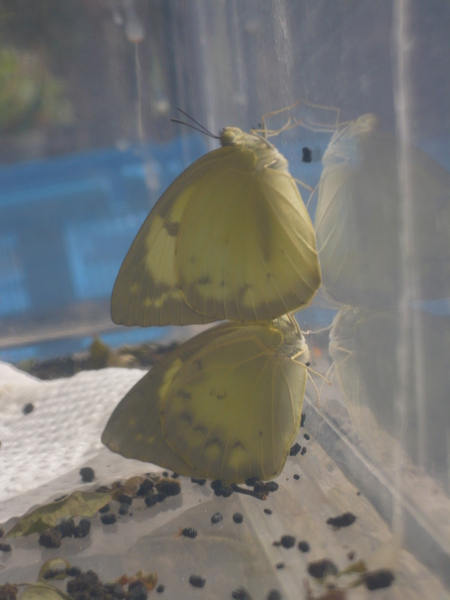 淡黃蝶(遷粉蝶)