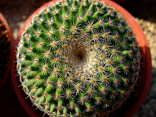 大幅丸 Mammillaria perbella