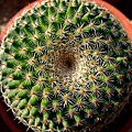 大幅丸 Mammillaria perbella