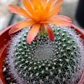 Notocactus(Brasilicactus) haselbergii ~雪晃