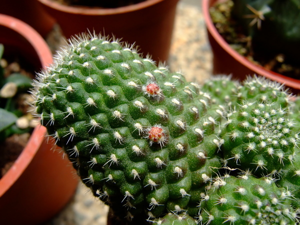 緋寶丸 Rebutia krainziana (?)